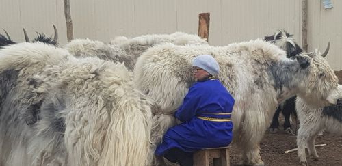 Аң эвес, азырал мал