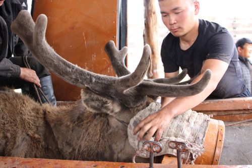 Мыйыс кезилдези эгелээн