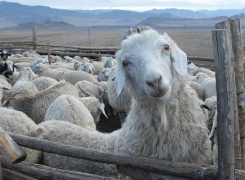 «ХОРРИОТ» ИНФОРМАЦИЯ СИСТЕМАЗЫ