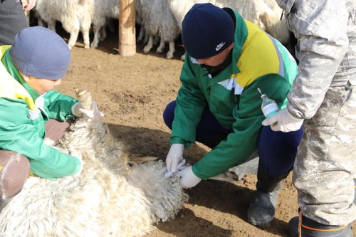 Мал тарылгазы болгаш демдектээр ажыл эгелээн