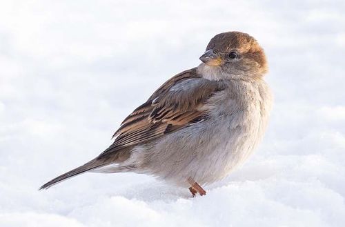 Делегейде эң-не хөй куштар