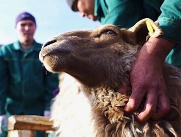 Дириг амытаннарга онза кичээнгей