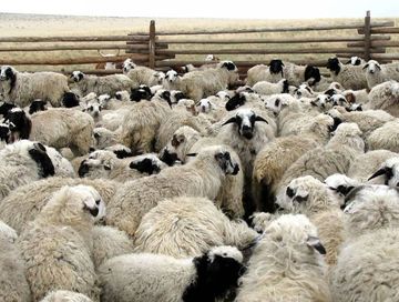 Малдың күш-шыдалы эки