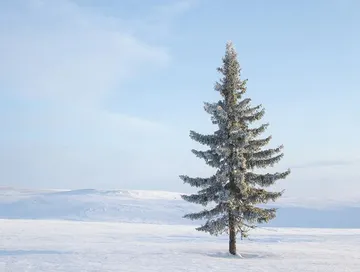 Аът дужаар Чаңгыс-Шиви