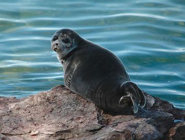 Байкалдың нерпалары