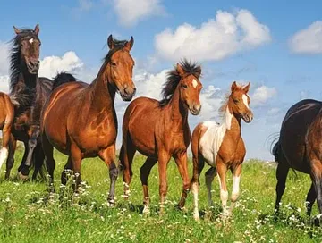 Бүдүү-Билир кадай