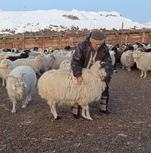 Теве-Хаяның тергиин малчыны