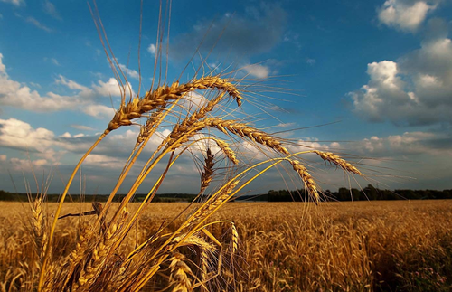 Камгалалдыг шөлдерниң когаралын эгидип алыр