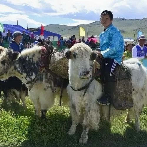 Сарлык фестивалы