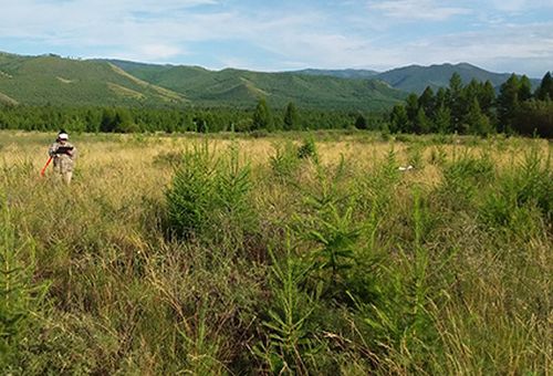 Филиалом «Рослесозащита» «ЦЗЛ Республики Тыва» проведены итоги работы по государственному мониторингу воспроизводству лесов