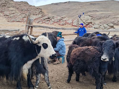 Чалыы сарлыкчының школазы