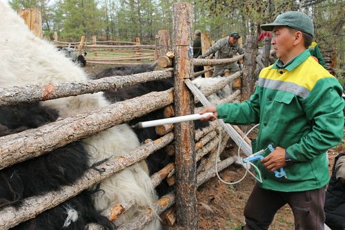 Тывада улуг бода малдың 80 ажыг хуузун ящурга удур тараан