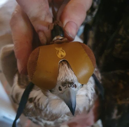 SOS деп бижиктиг хартыгалар.