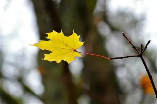 Күс дугайында өөредиглиг чугаа