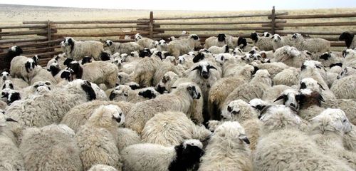 Малдың күш-шыдалы эки