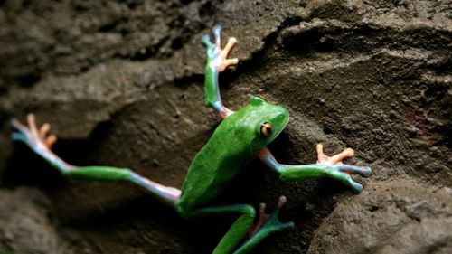 Дүлей пагаӨөредиглиг чугаа