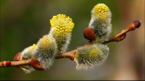 Анай-Хаак — частың болгаш элбек дүжүттүң демдээ