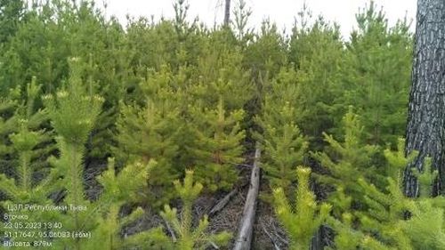 Арга-эзимнерде мониторинг