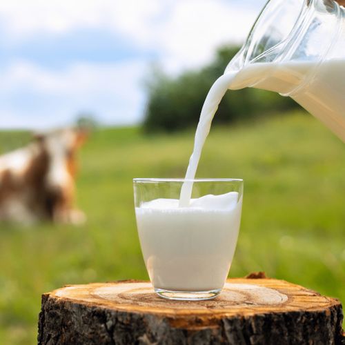 Сүтке болгаш сүттен кылган чемге хамаарышкан сагылгалар