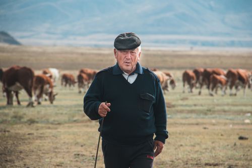 Инек азыраарының итали аргазы