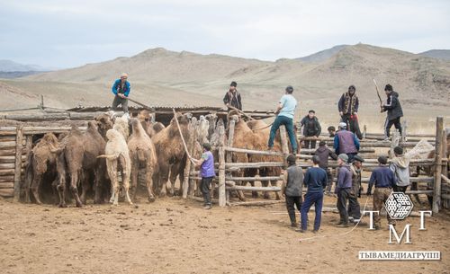 Теве кыргылдазы