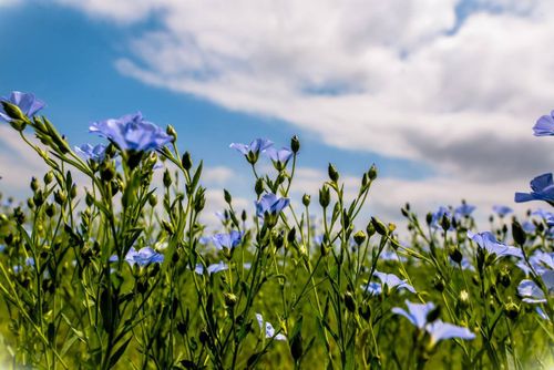 Таңдының лёну.