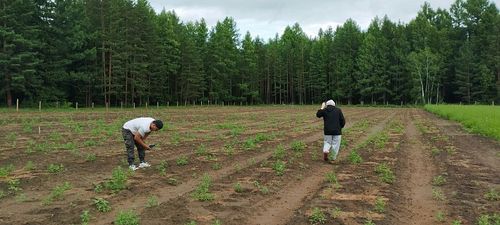 Тывада арга-арыг участоктарын хөлезилеп турарлар арга-арыгны катап тургузар хүлээлгелерин күүседип турар