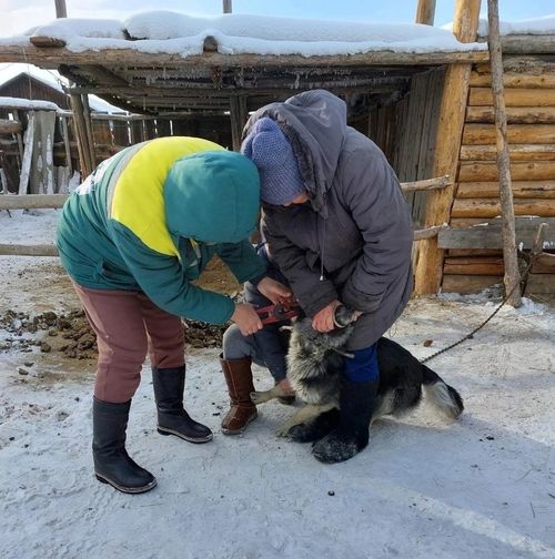 Азырал амытанны тарыыр, дугаарлаар, бүрүткээр