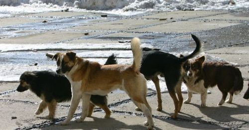 Черлик ыттар айтырыы: нарын болгаш маргыштыг