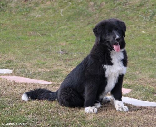 Тыва дылда ыт аттары