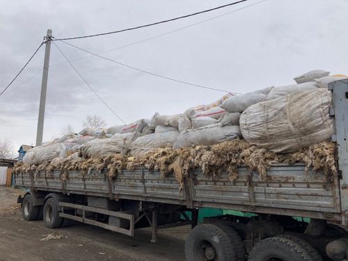 Дүктү хүлээп эгелээн