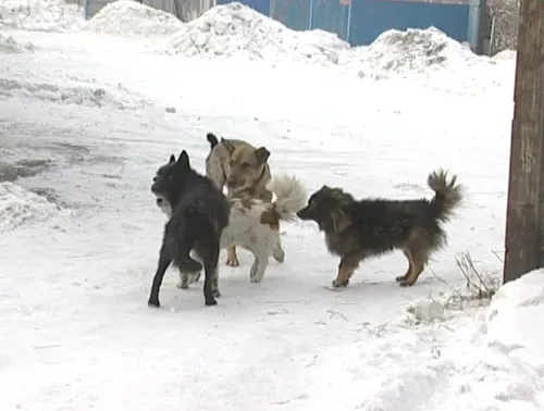 Ыттар халдаан таварылга саны эвээжээн