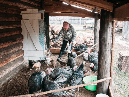 Ийниң индюк куштары.