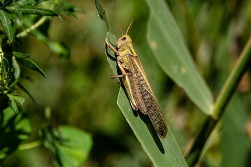 Тывада фитосанитарлыг байдал