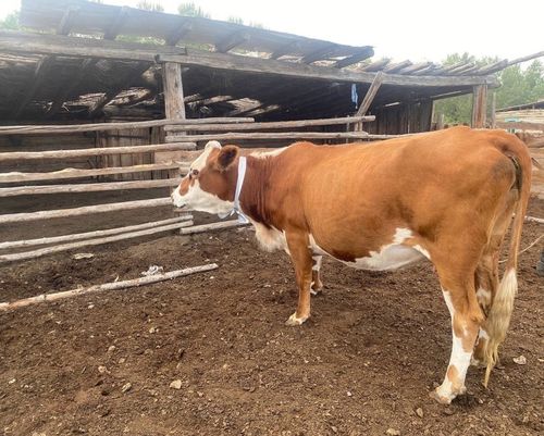 Кадат чок малдыӊ торгаалы 5 муӊ хире рубль