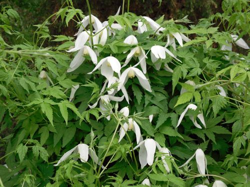 Тываларның кара эмнериниң аттары.