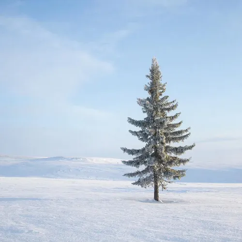 Аът дужаар Чаңгыс-Шиви