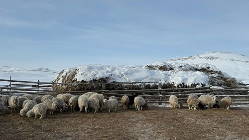 Мал кыштаглаашкыны хүр