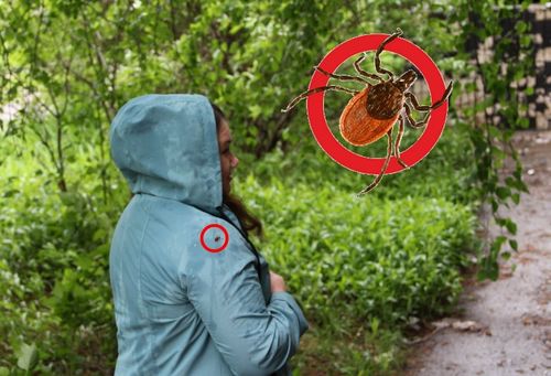 Саргыга ызыртканнар хөй