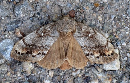 Сибирьниң торгу ховаганы – хайгааралда.