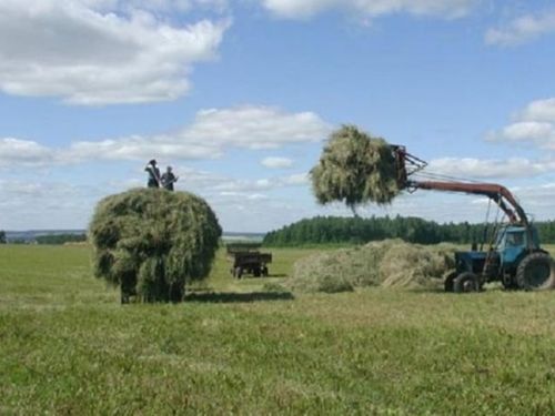 Мал чеминиң белеткелиниң шалыпчы айы