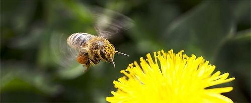 Насекомнар чүге шиилээр деп?
