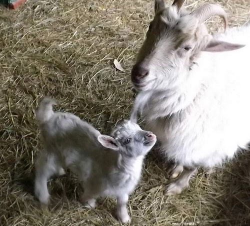 Амгы үеде сорулга – чидириг чокка доруктурары