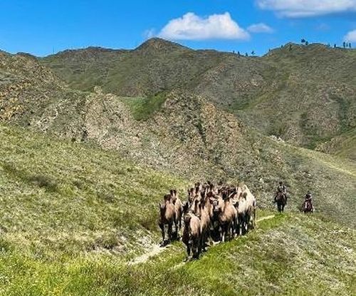 Калмык тевелер Тывада