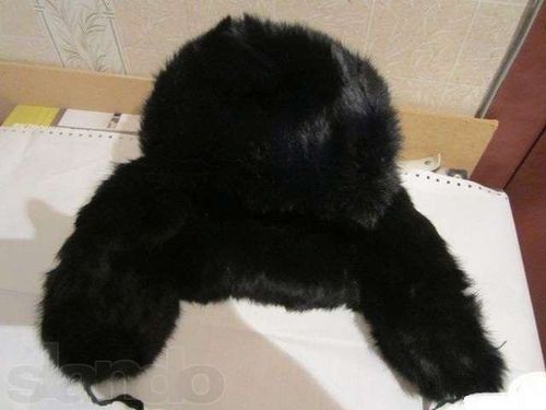 Тоолай кежи бөрт