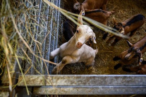 Апрель – көдээ ишчилерге улуг шылгалда