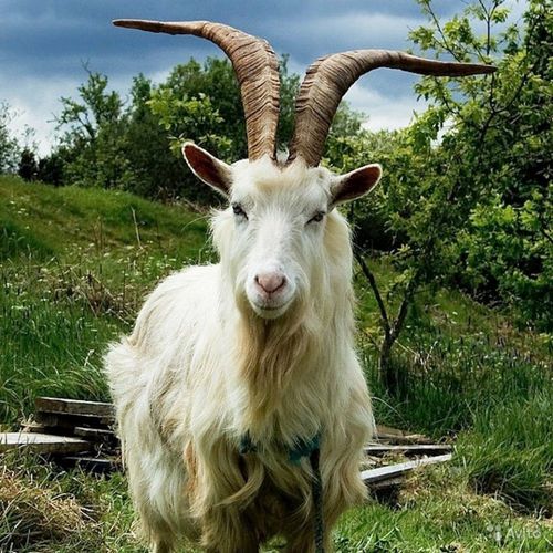 Сергеге ойтур тептирген малчын