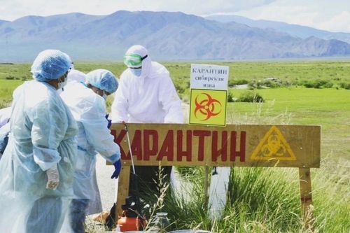 Тывада сибирь язвазының байдалы