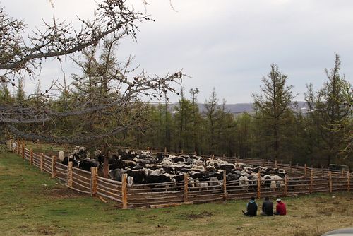 Мал-маганны демдектээри – малчыннарның сонуургалында