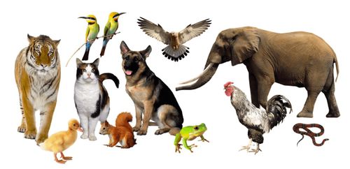 Дириг амытаннар дугайында солун барымдаалар